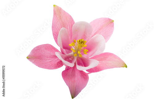 pink columbine flower isolated