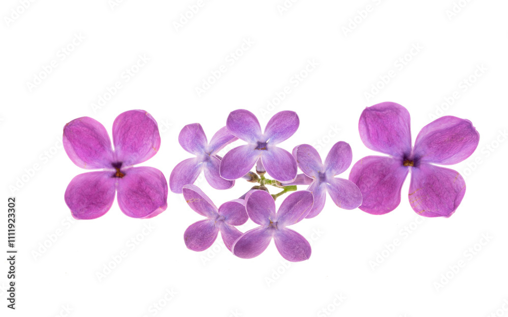 Obraz premium lilac flowers isolated