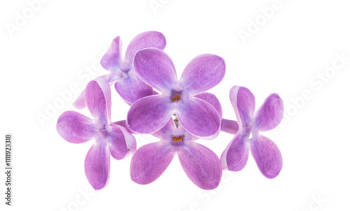 lilac flowers isolated