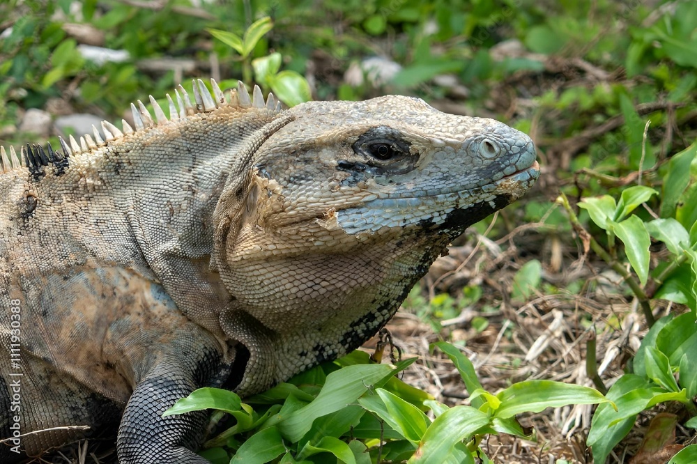 Obraz premium Close-up of an iguana in its natural habitat.