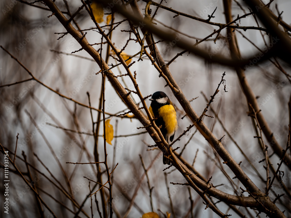 Vogel in einer Hecke Vogel in einer Hecke