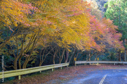 車通りが無くなった旧道の紅葉 photo