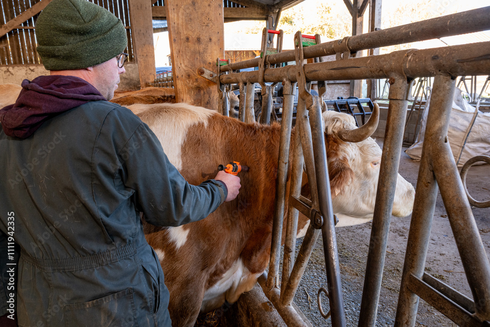 Φωτογραφία Campagne de vaccination contre la FCO (fièvre catarrhale bovine)
