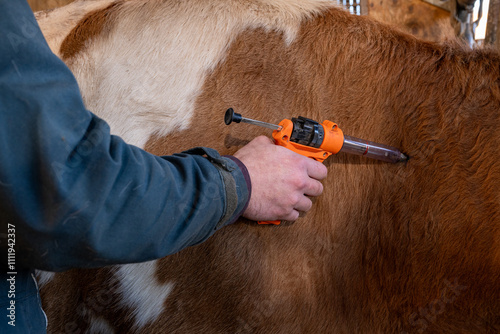 Campagne de vaccination contre la FCO (fièvre catarrhale bovine). Eleveur en train de vacciner une vache simmental avec le vaccin de la marque Bluevac (bovins). Pistolet de vaccination