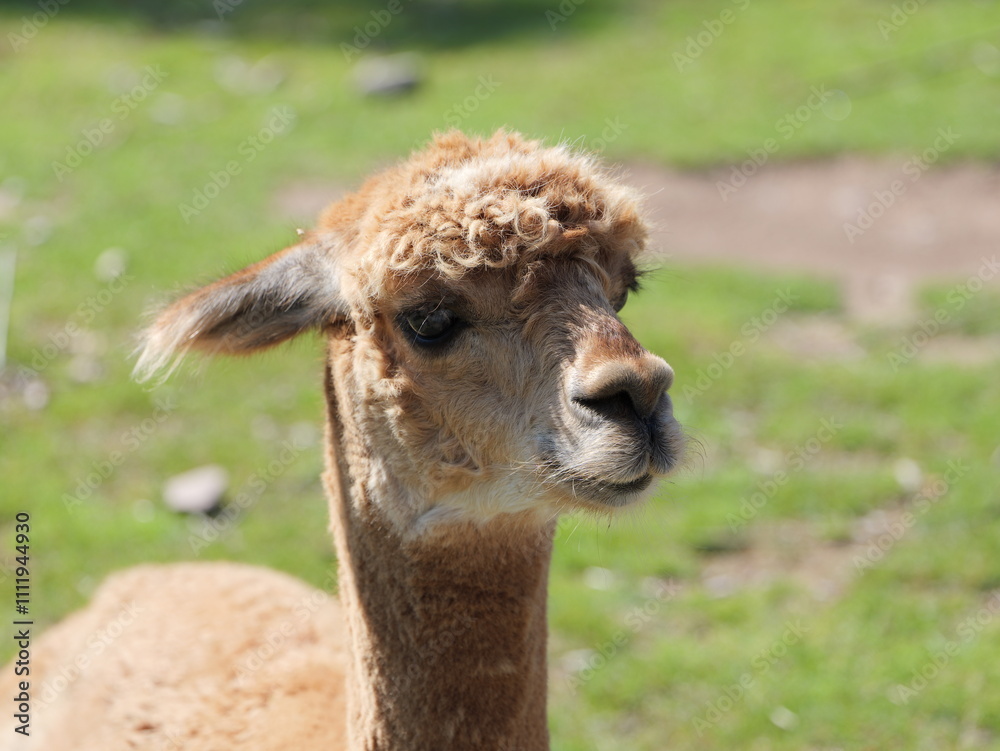 Obraz premium tame alpacas in a large wildlife enclosure. They are well-cared-for and perfect for observation and interaction in their natural habitat.
