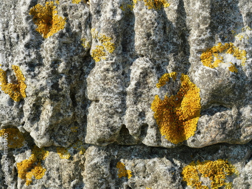 Caloplaca marina is a marine lichen growing on coasts, enduring salt and environmental factors, providing key ecological information. photo