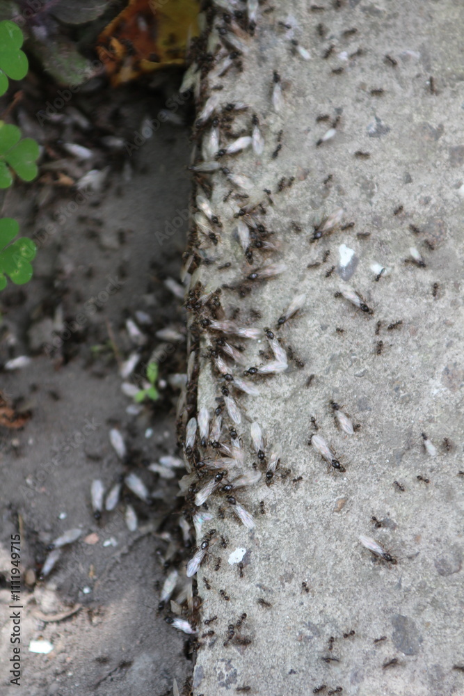 Winged ants on the curb Winged ants on the curb