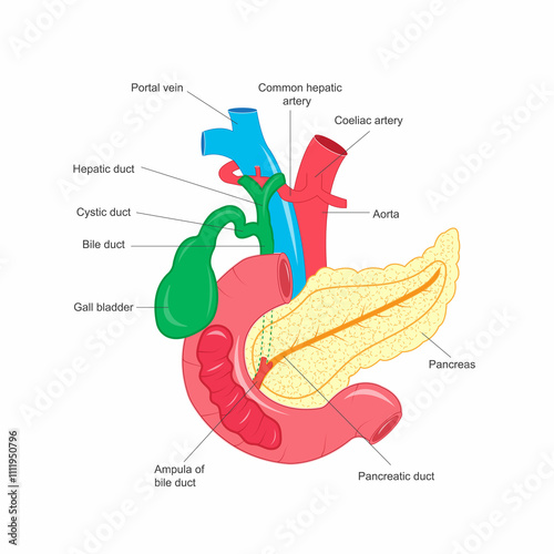 The pancreas is a gland behind the stomach that aids digestion and regulates blood sugar.Pancreas with duodenum, gall bladder and bile duct.