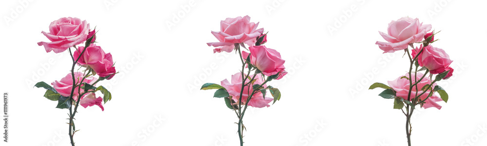 High-Quality PNG of Bouquet of three bright beautiful pink roses with buds and green leaves on a white isolated background – High Resolution High-Quality PNG of Bouquet of three bright beautiful pink roses with buds and green leaves on a white isolated background – High Resolution