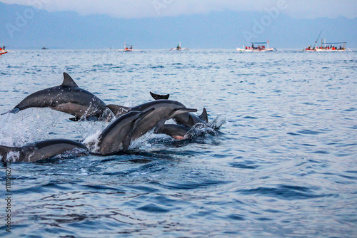 Dolphin Watching at Sunrise: A Bali Adventure