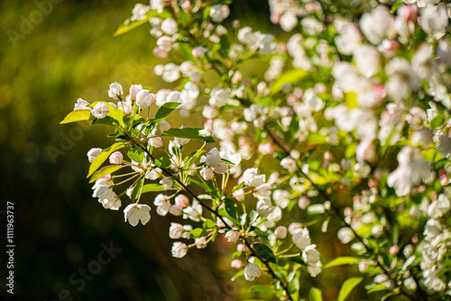 apple blossom in the garden