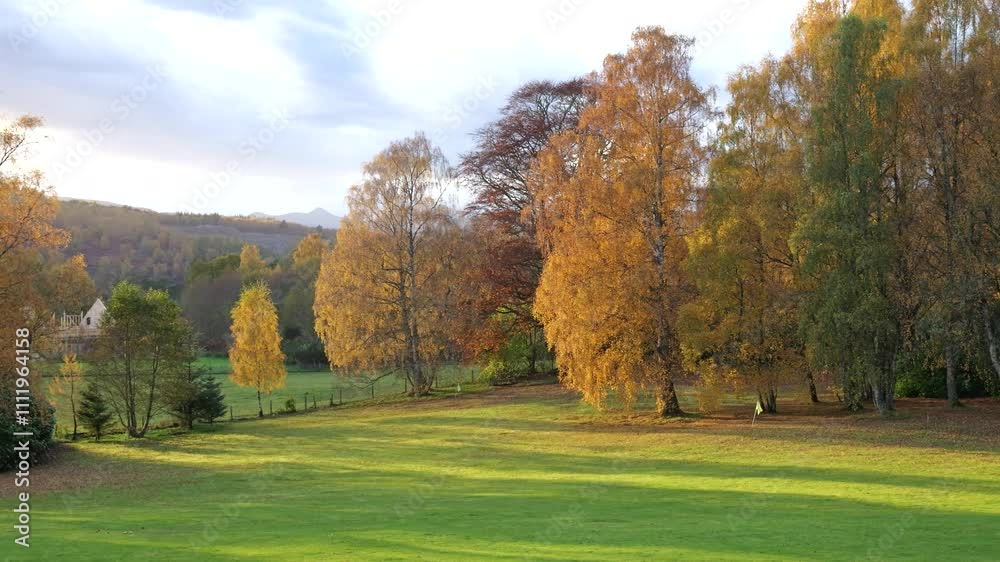 scene autumn trees colorful leaves set against green grass fields sunlight streaming through enhances serene landscape atmosphere visuals nature experience aesthetics scene autumn trees colorful leaves set against green grass fields sunlight streaming through enhances serene landscape atmosphere visuals nature experience aesthetics