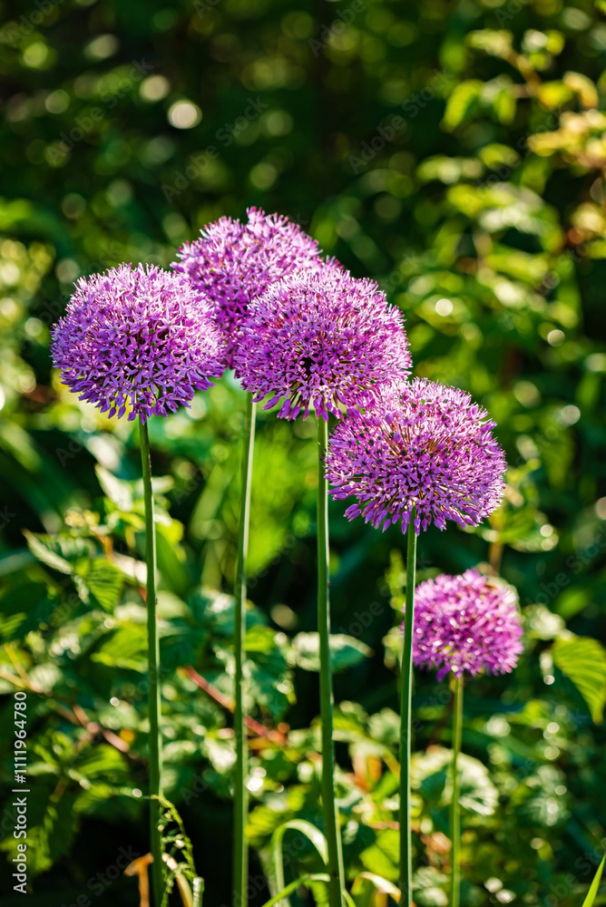 Fotografie onion flowers in the garden
