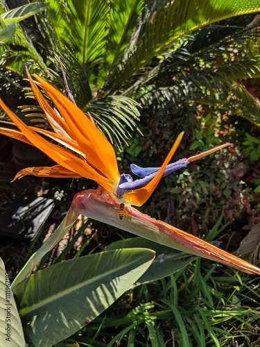 bird of paradise