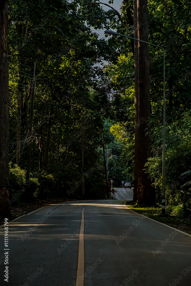 Fototapeta premium Tranquil forest road journey serene nature landscape photography lush green environment ground level peaceful escape into wilderness