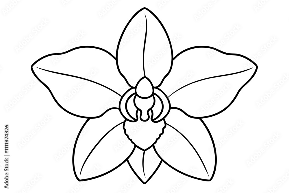 A simple Evening Orchid line art vector white background A simple Evening Orchid line art vector white background