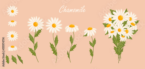 Chamomile flowers set. Floral plants with white petals. Botanical vector illustration on isolated background.