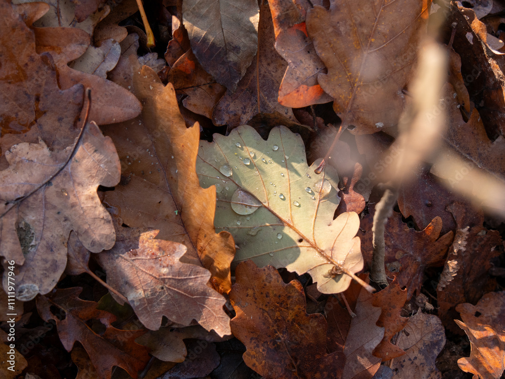 Autumn Leaves with Morning Dew on the Forest Floor Autumn Leaves with Morning Dew on the Forest Floor
