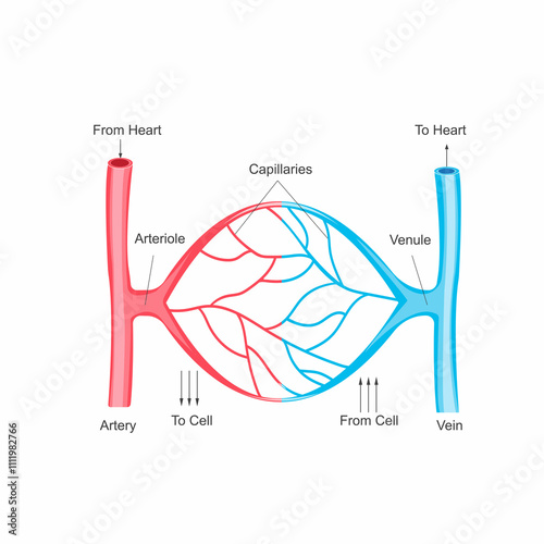 Capilary Blood Flow in Circulatory System.Blood vessels types, arteries, veins capillaries. Arteriole, venule . Artery carry, transport blood from heart.