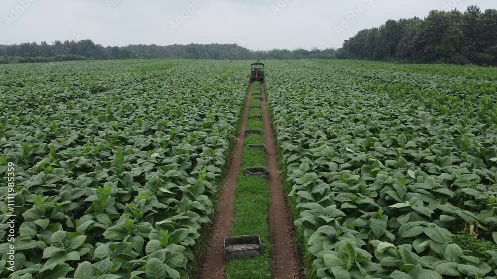 Cultivo de tabaco
