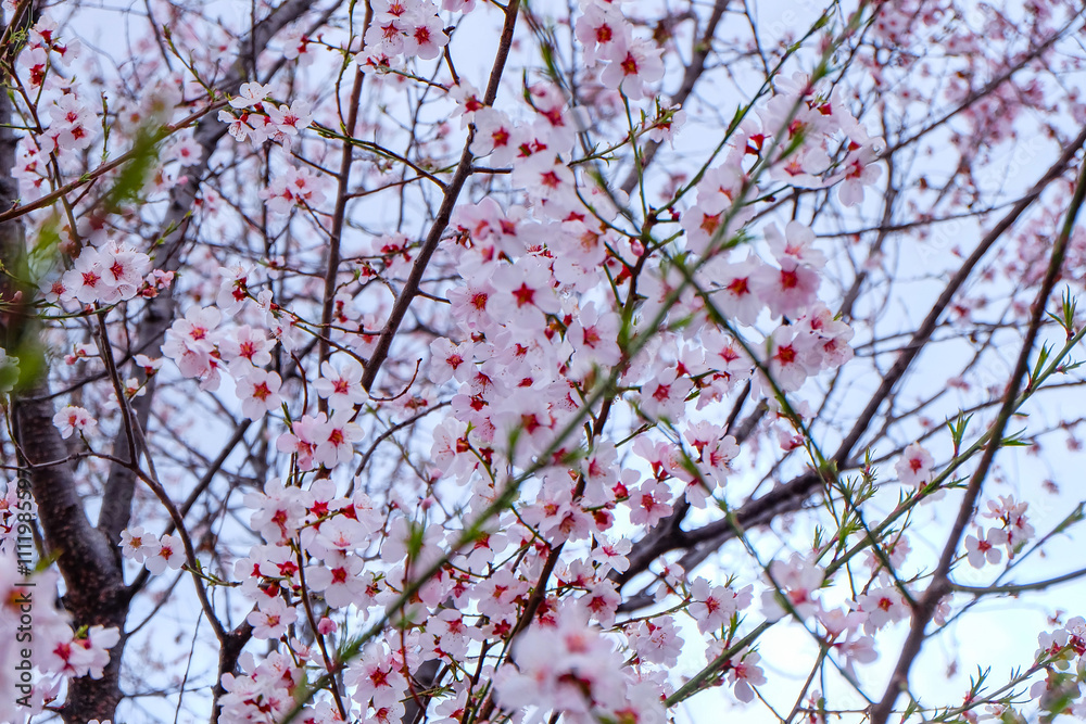 Cherry blossom, apricot flower blooming at Dafo Temple, Shangri-la, China Cherry blossom, apricot flower blooming at Dafo Temple, Shangri-la, China