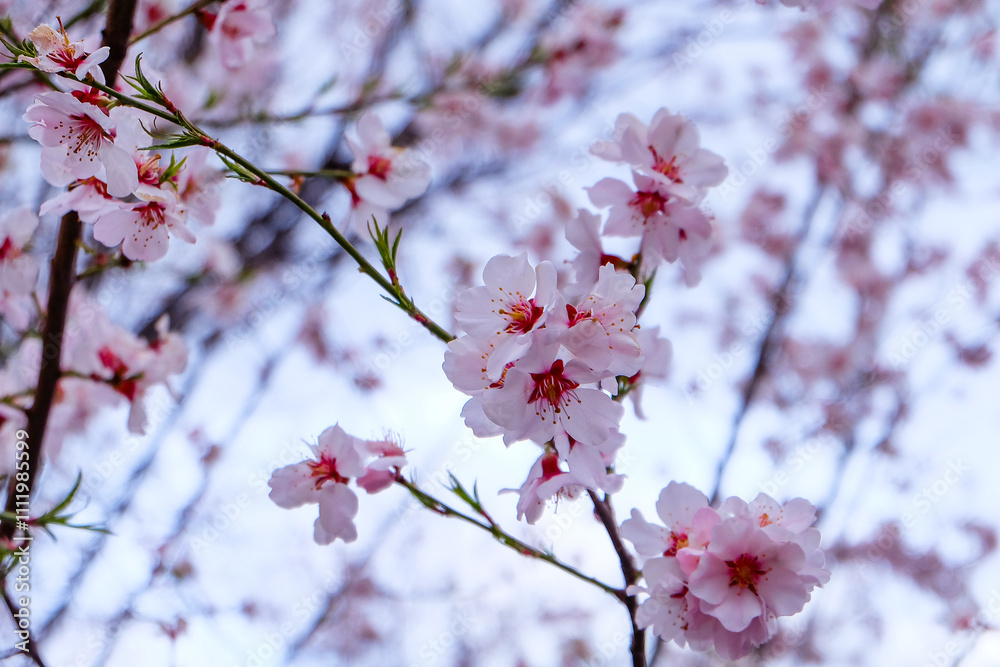 Cherry blossom, apricot flower blooming at Dafo Temple, Shangri-la, China Cherry blossom, apricot flower blooming at Dafo Temple, Shangri-la, China