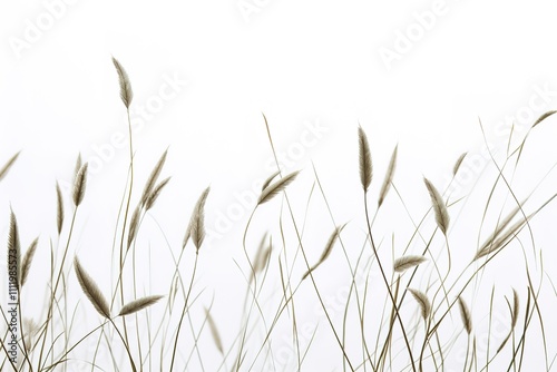 wheat isolated on a white background 