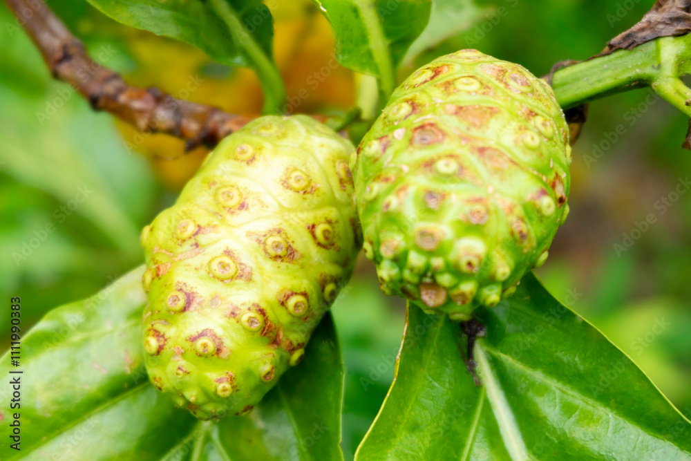 Noni or Morinda or Morinda citrifolia or Indian mulberry fruits, branch and green leaves on trees close up selective focus Noni or Morinda or Morinda citrifolia or Indian mulberry fruits, branch and green leaves on trees close up selective focus