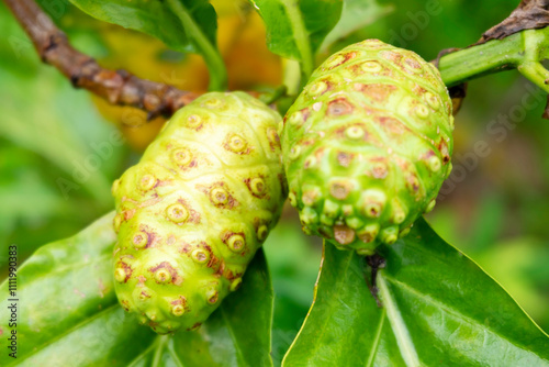 Noni or Morinda or Morinda citrifolia or Indian mulberry fruits, branch and green leaves on trees close up selective focus