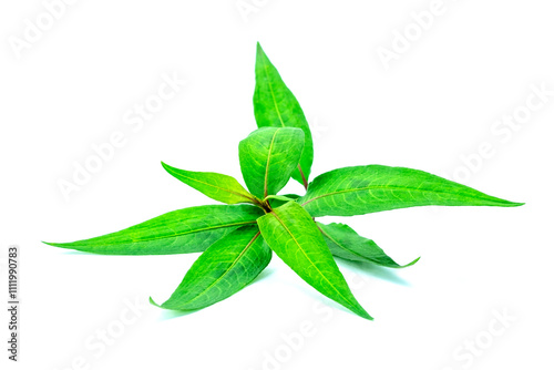 Fresh organic Vietnamese coriander (Polygonum odoratum Lour.), Pak Paew in Thai, isolated on white background close up