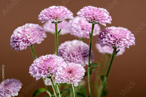 Pink Chrysanthemums on a brown background