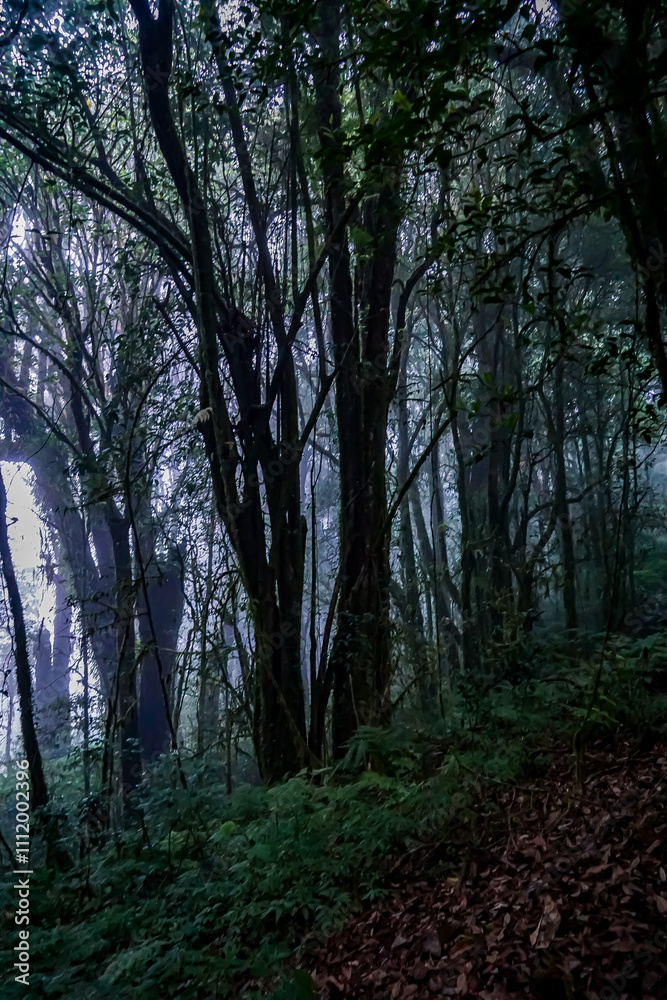 Fototapeta premium Mysterious foggy forest scene enchanted woodlands nature photography misty atmosphere quiet serenity enchantment of wilderness