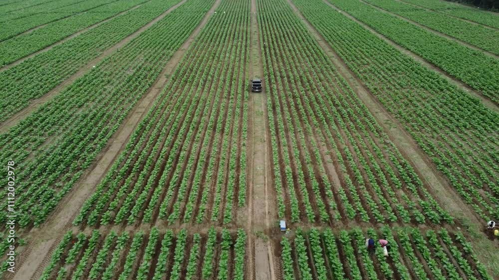 Carro en plantación de tabaco