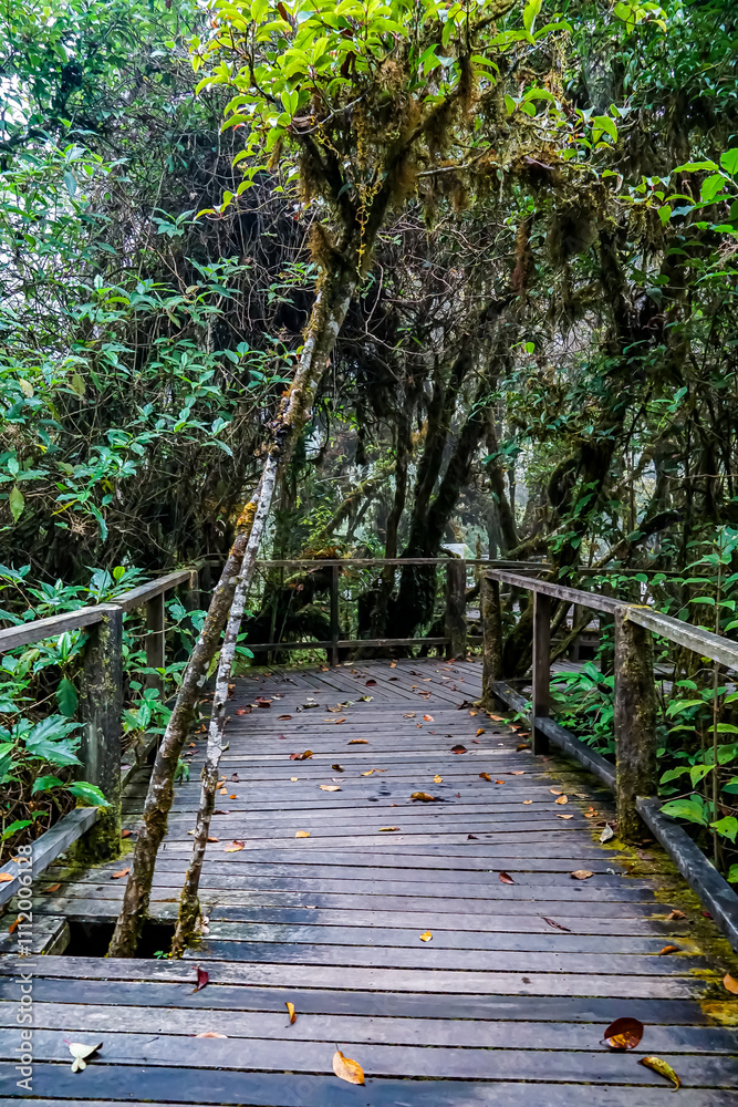Obraz premium Exploring a misty forest path cloud forest nature photography serene environment ground level tranquility and discovery