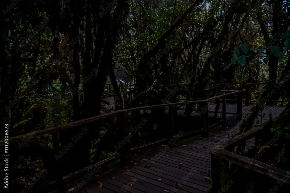 Exploring an enigmatic forest path nature reserve photograph lush environment close-up viewpoint serenity and mystery Exploring an enigmatic forest path nature reserve photograph lush environment close-up viewpoint serenity and mystery