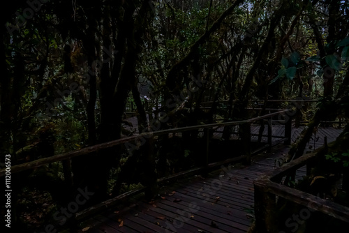 Exploring an enigmatic forest path nature reserve photograph lush environment close-up viewpoint serenity and mystery photo