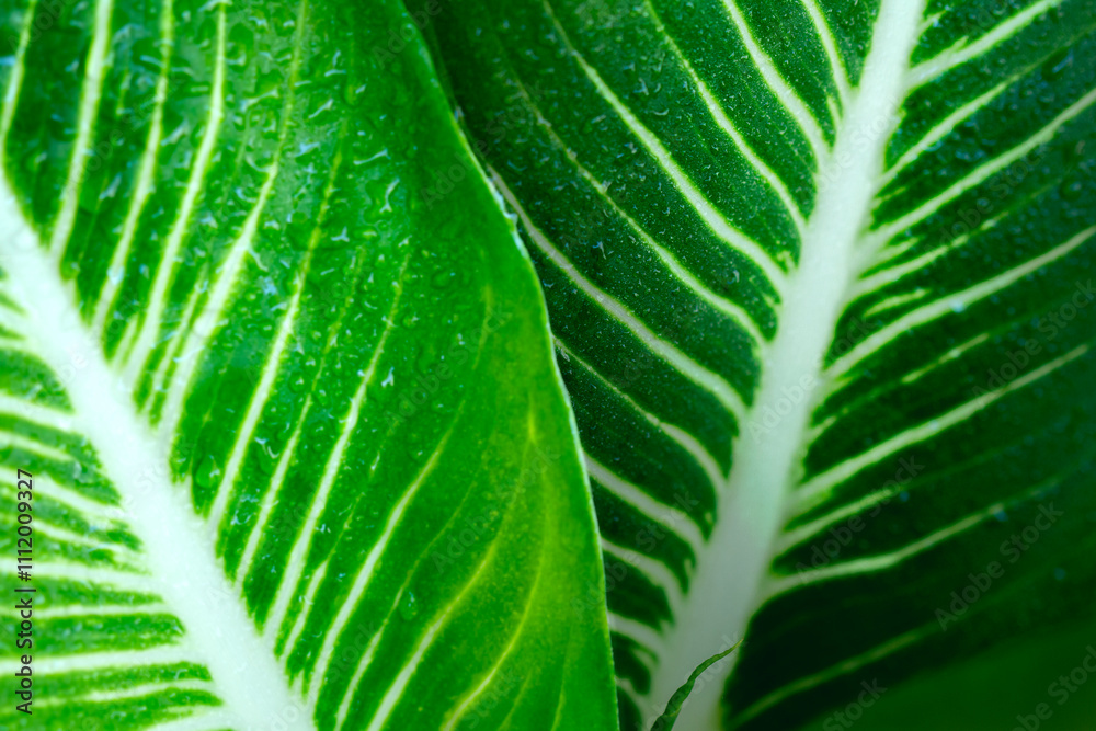 natural green leaves and water drop using background cover page environment ecology wallpaper natural green leaves and water drop using background cover page environment ecology wallpaper