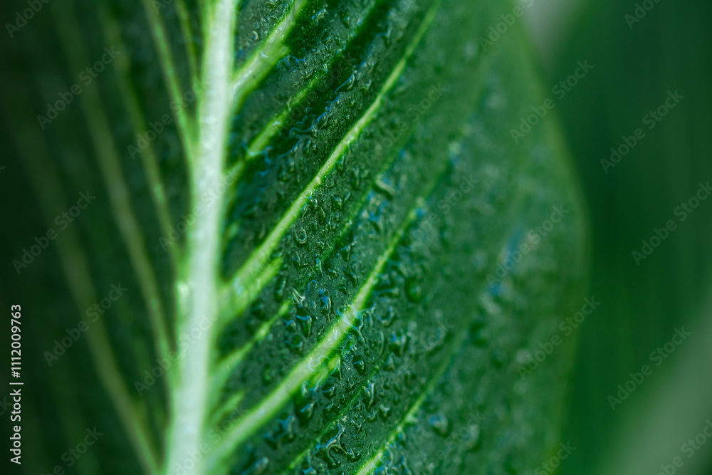 natural green leaves and water drop using background cover page environment ecology wallpaper natural green leaves and water drop using background cover page environment ecology wallpaper