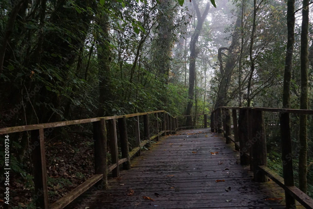 Misty forest pathway adventure lush jungle photography tranquil environment ground level view nature exploration Misty forest pathway adventure lush jungle photography tranquil environment ground level view nature exploration