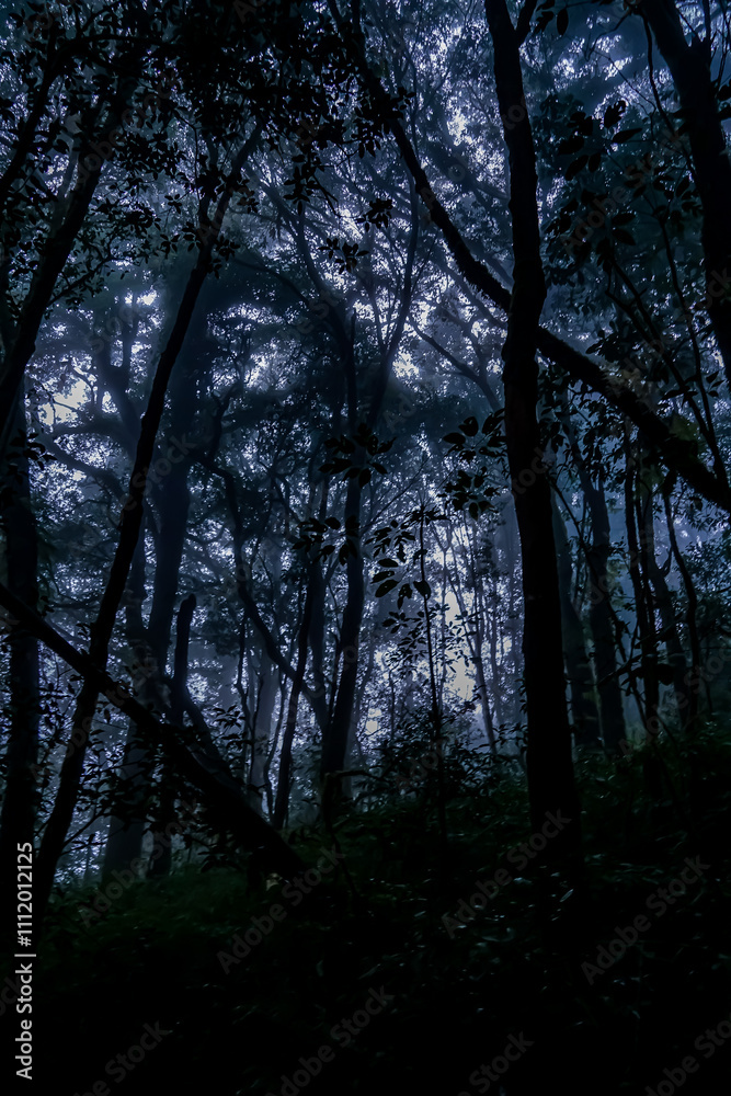 Mysterious exploration of foggy forest unknown location nature photography enigmatic environment low angle adventure concept Mysterious exploration of foggy forest unknown location nature photography enigmatic environment low angle adventure concept