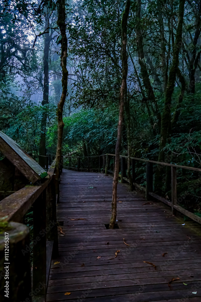 Mysterious fog-covered pathway enchanted forest photography lush greenery low angle tranquility and adventure Mysterious fog-covered pathway enchanted forest photography lush greenery low angle tranquility and adventure