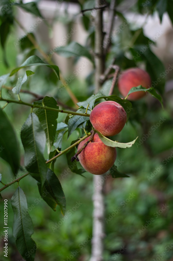 Ripe peaches on the tree in the garden Ripe peaches on the tree in the garden