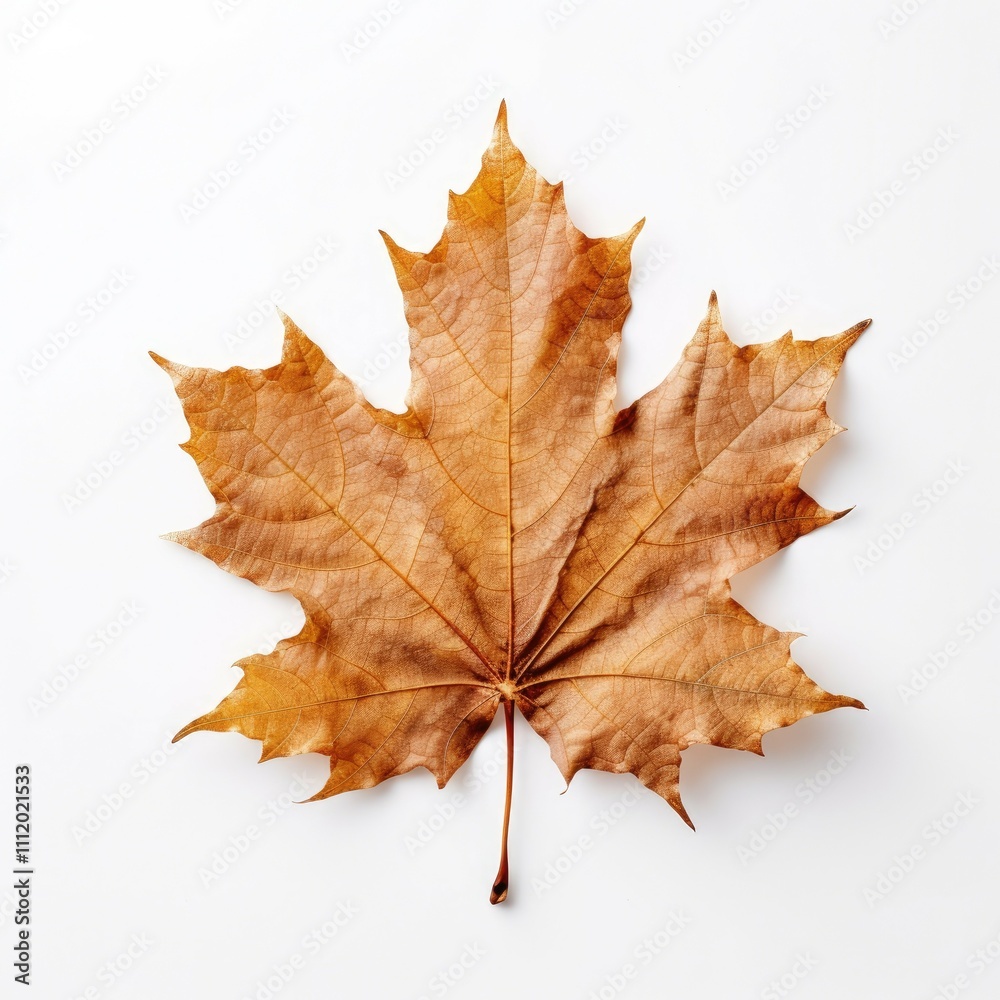 Single dry brown maple leaf on white. Single dry brown maple leaf on white.