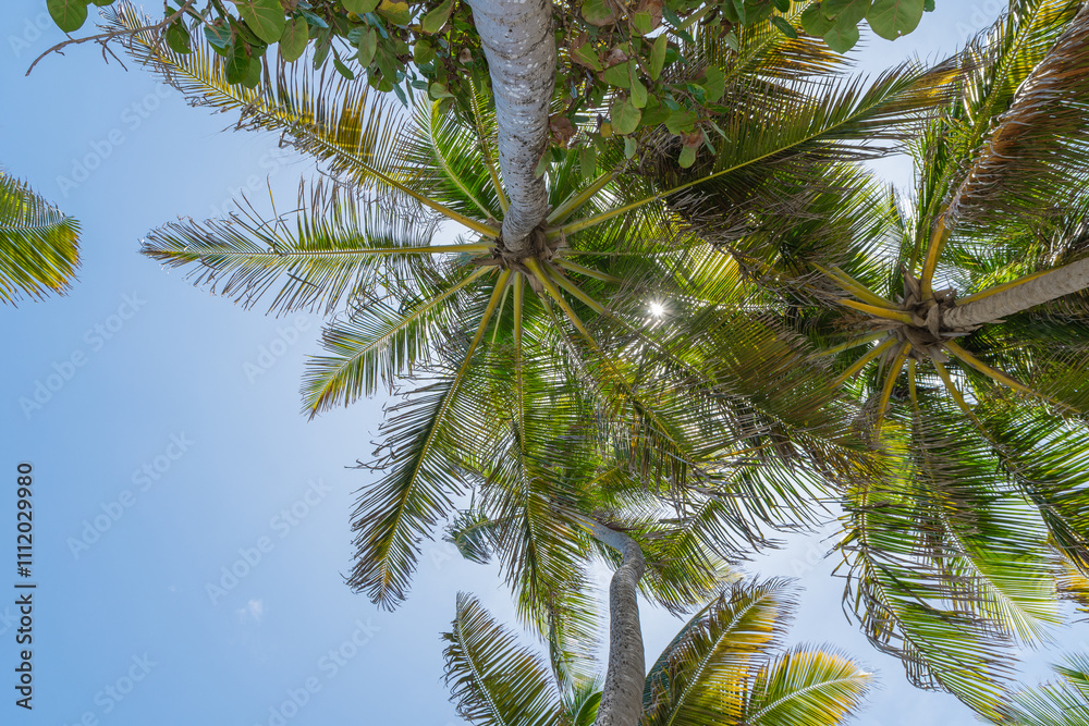 Cocotiers vus du sol dans les Caraïbes. Cocotiers vus du sol dans les Caraïbes.