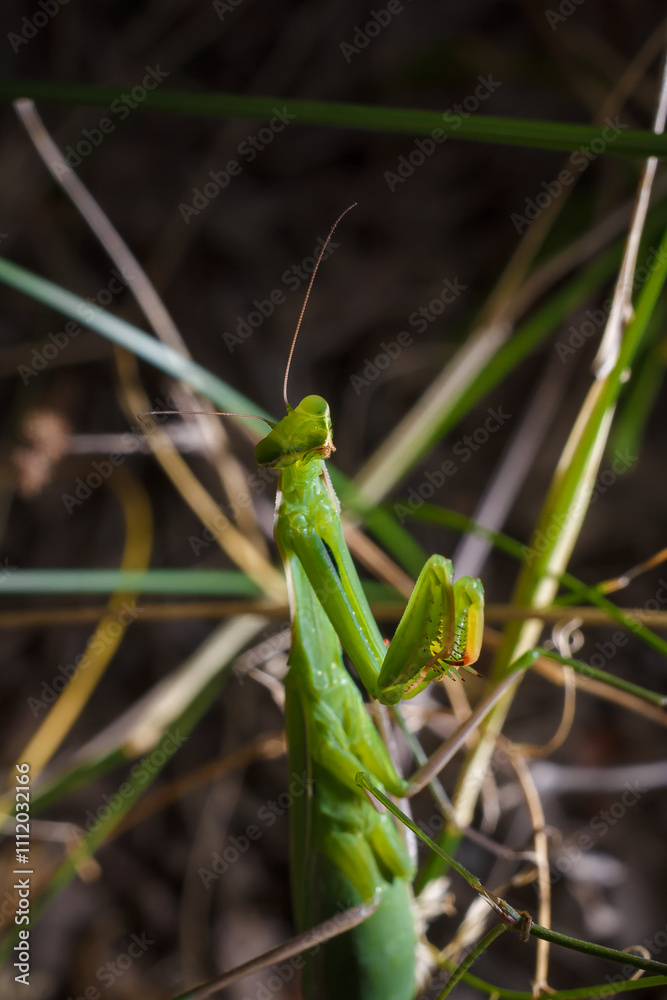 Big green young European mantis or mantis religiosa sitting on branch. Insects and flora. Soft focused macro shot Big green young European mantis or mantis religiosa sitting on branch. Insects and flora. Soft focused macro shot
