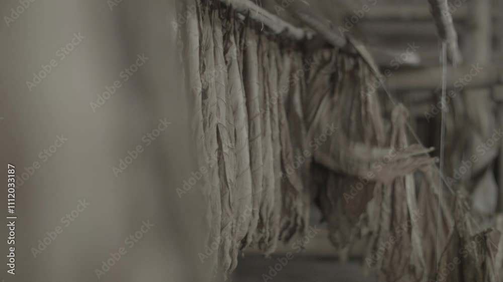 Planta de tabaco secado