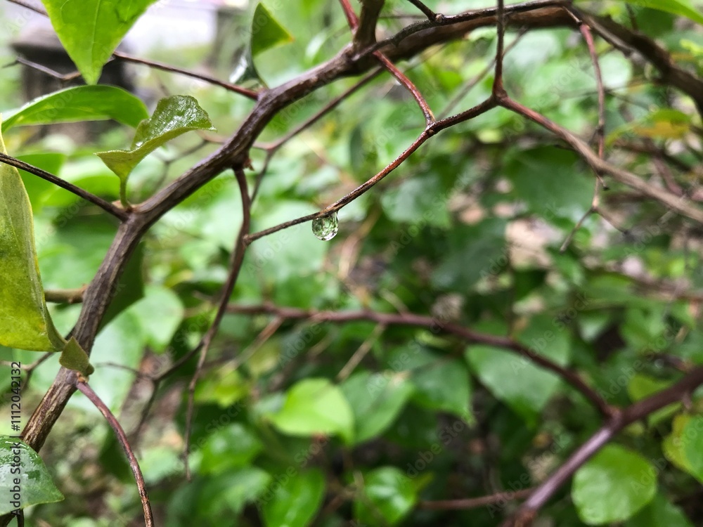 Water Drop on a Wooden Stem from a Green Plant, a Blurred Background Water Drop on a Wooden Stem from a Green Plant, a Blurred Background