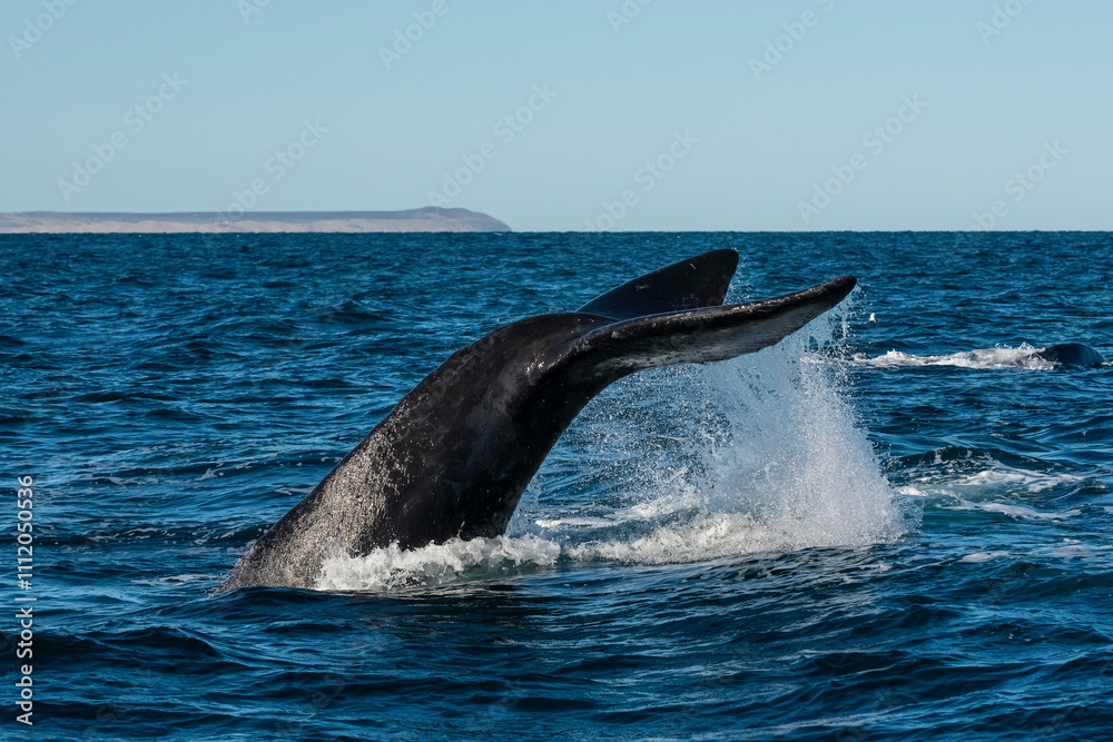 Fototapeta premium Sohutern right whale tail lobtailing, endangered species, Patagonia,Argentina