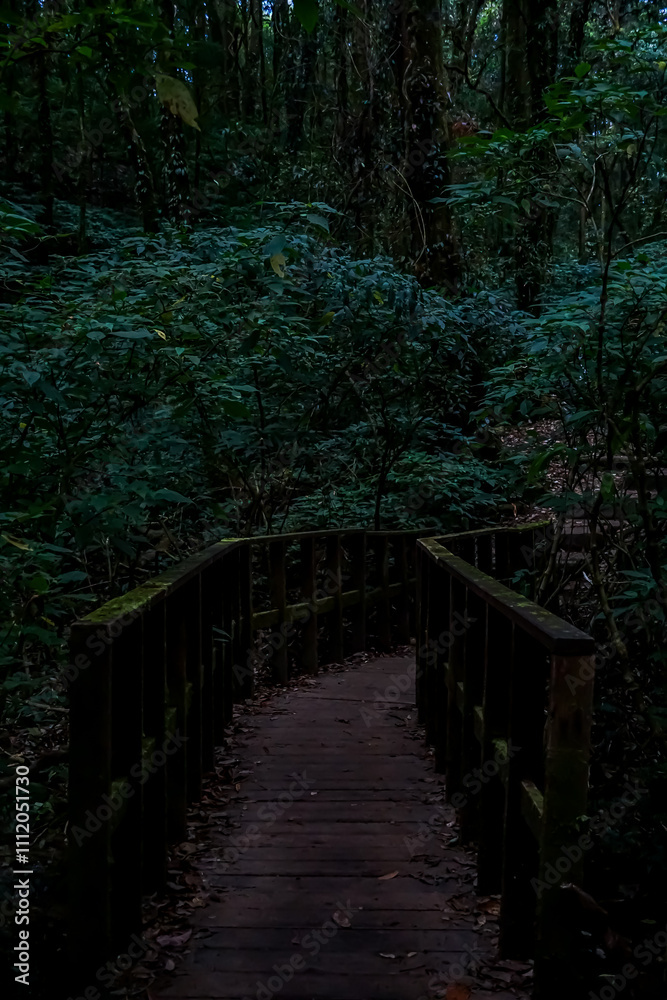 Exploring a serene wooden pathway through lush forest nature walk tropical environment bird's eye view adventure awaits Exploring a serene wooden pathway through lush forest nature walk tropical environment bird's eye view adventure awaits