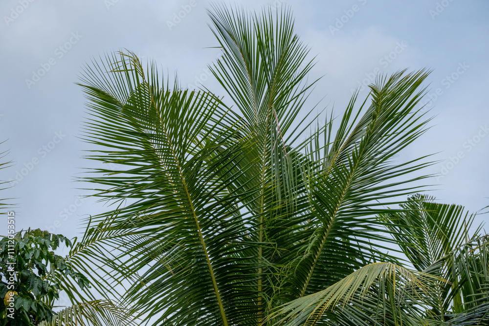 Tropical palm trees leaves in blue sky background Natural exotic photo frame Leaves on the branches of coconut palm trees against the blue sky in sunny summer day Tropical palm trees leaves in blue sky background Natural exotic photo frame Leaves on the branches of coconut palm trees against the blue sky in sunny summer day